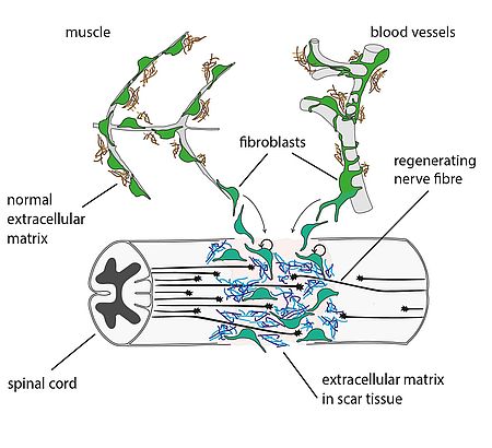 How zebrafish mend the spinal cords