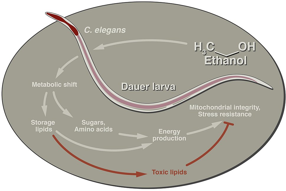Alkohol löst im Wurm einen Schalter aus, der den Stoffwechsel der Larven umgestaltet. Das Ethanol wird in sich auffüllende Lipidspeicher geleitet, die Aminosäuren und Zucker produzieren.